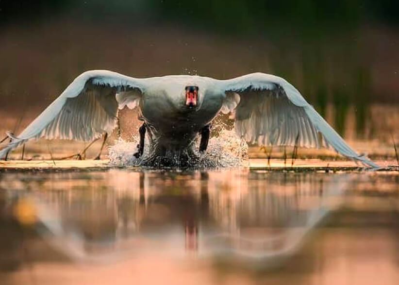 Ivan tool an image of flying white swan