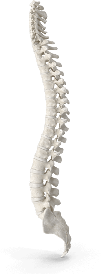 Spine illustration